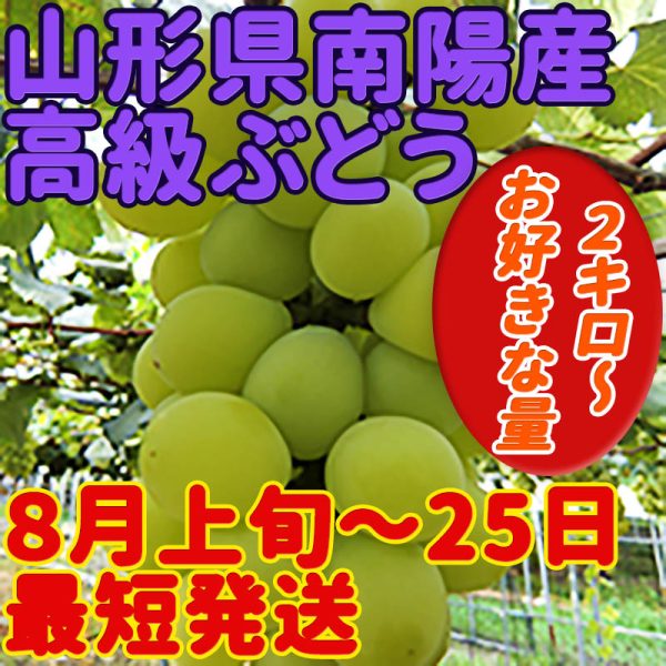 高級ぶどう最短発送！8月上旬～25日出荷♪2キロ～4キロまで好きな単位で